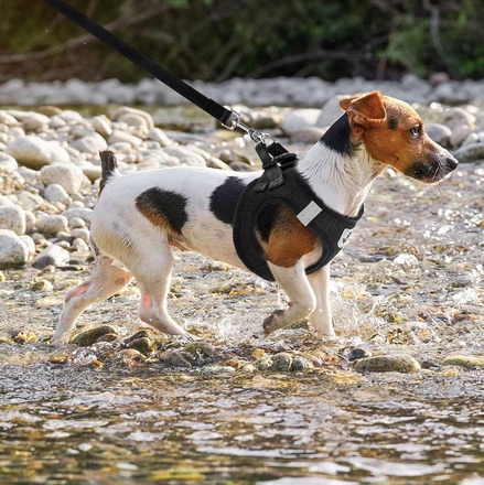 Kit 2 Pçs Guia + Coleira Peitoral Pet + FRETE GRÁTIS